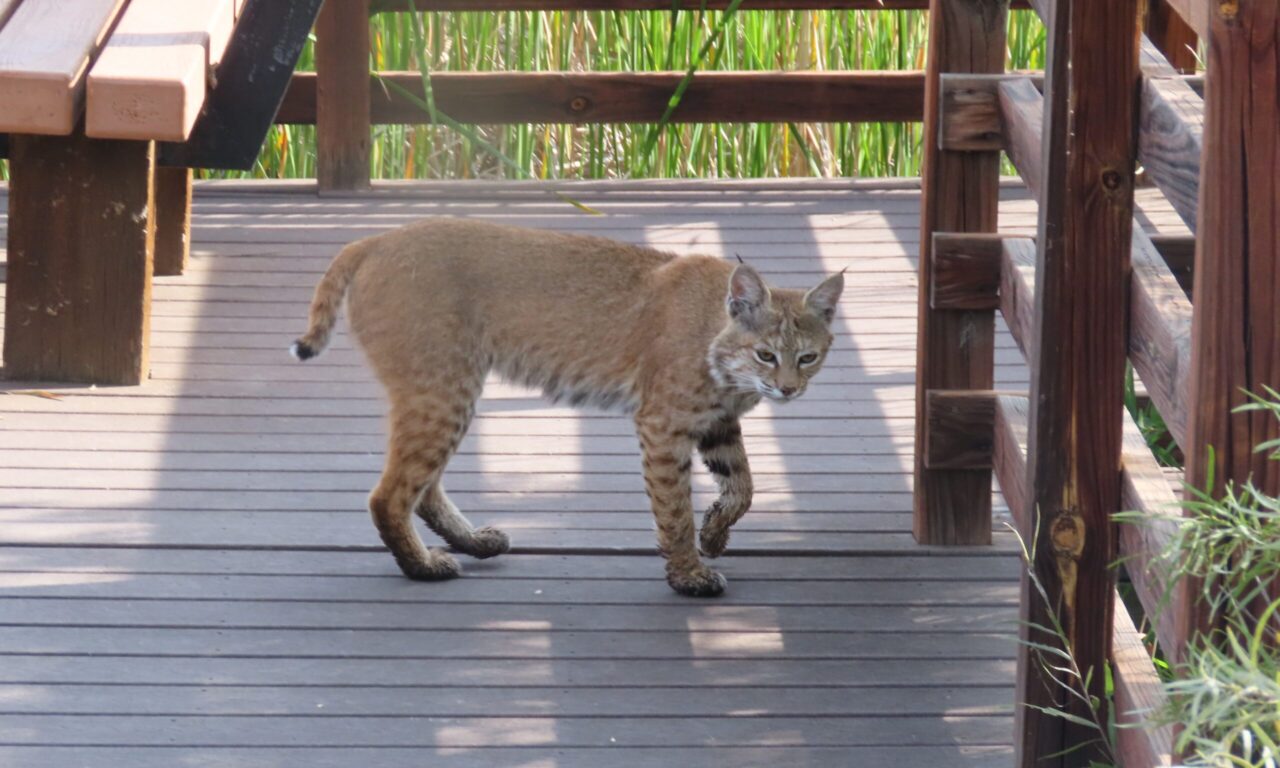 Bobcat on the boardwalk at Walden Ponds