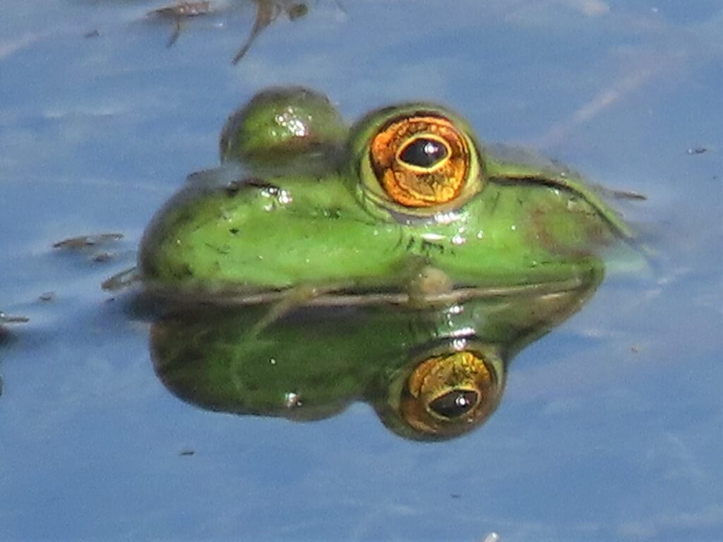 A close-up of a bullfrog's head partially submerged in water, with its vibrant green skin and striking golden-orange eye catching the sunlight. The calm surface of the water reflects the frog's features, adding to the serene scene.