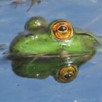 A close-up of a bullfrog's head partially submerged in water, with its vibrant green skin and striking golden-orange eye catching the sunlight. The calm surface of the water reflects the frog's features, adding to the serene scene.