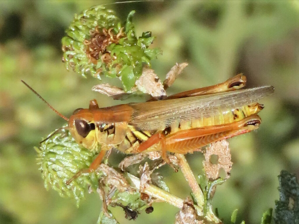 A close-up of a grasshopper perched on a plant with green seed pods. The grasshopper's reddish-brown body, yellow-striped abdomen, and long antennae are clearly visible.