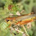 A close-up of a grasshopper perched on a plant with green seed pods. The grasshopper's reddish-brown body, yellow-striped abdomen, and long antennae are clearly visible.