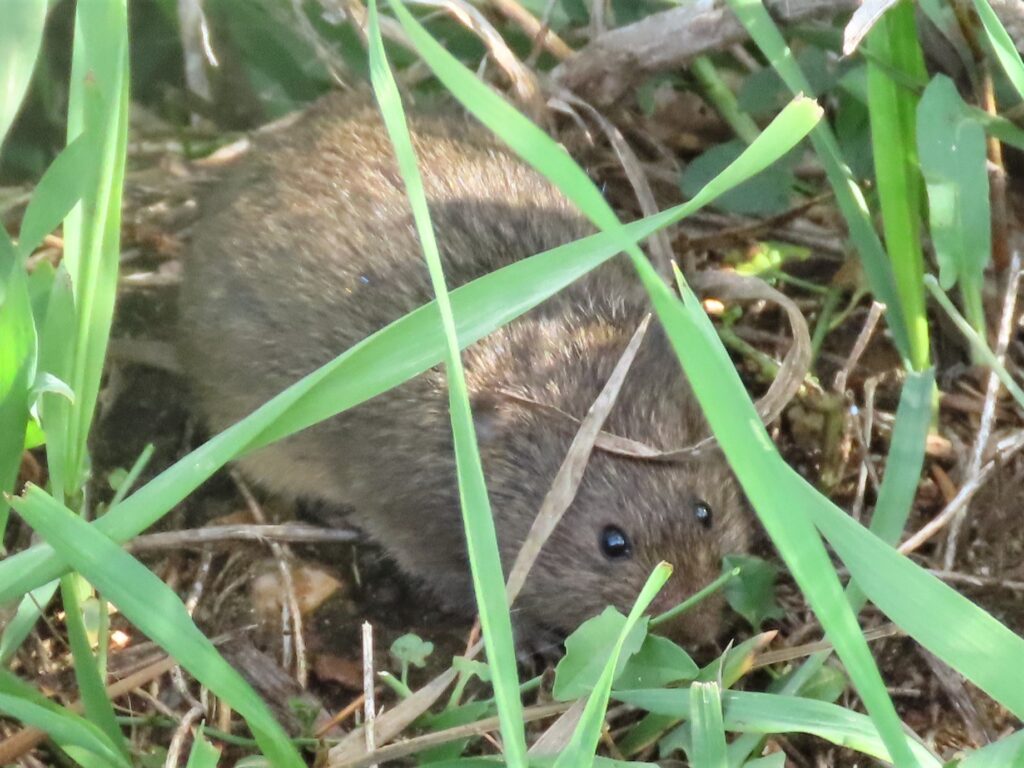 A small vole with dark brown fur and round, shiny eyes nestled among green blades of grass and dry twigs, partially hidden by the foliage.