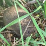 A small vole with dark brown fur and round, shiny eyes nestled among green blades of grass and dry twigs, partially hidden by the foliage.