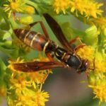 A close-up of a wasp with a slender, reddish-brown body marked by yellow bands, feeding on the small, bright yellow flowers of a goldenrod plant.