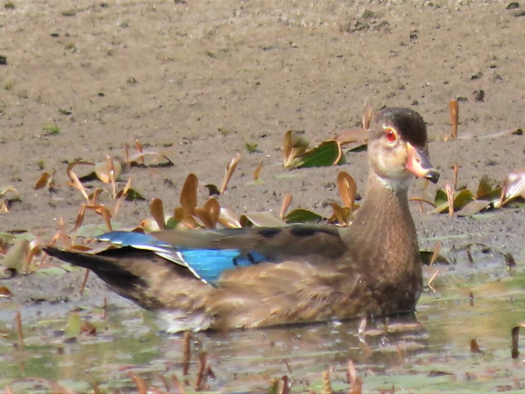 A wood duck with subtle brown plumage, a hint of blue on its wings, and a distinctive red eye floats in a calm, shallow wetland surrounded by aquatic plants.