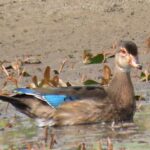 A wood duck with subtle brown plumage, a hint of blue on its wings, and a distinctive red eye floats in a calm, shallow wetland surrounded by aquatic plants.