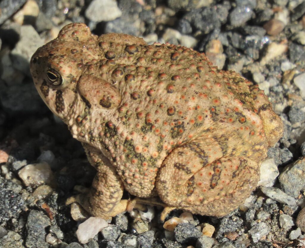 A Woodhouse's toad resting on a gravel surface. Its warty skin, marked with a mix of brown, green, and orange spots, and its golden eye with a horizontal pupil, are clearly visible in the sunlight.