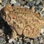 A Woodhouse's toad resting on a gravel surface. Its warty skin, marked with a mix of brown, green, and orange spots, and its golden eye with a horizontal pupil, are clearly visible in the sunlight.