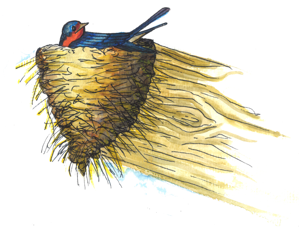 A watercolor illustration of a barn swallow with a deep blue back and rust-colored throat resting on a cup-shaped mud nest attached to a branch.