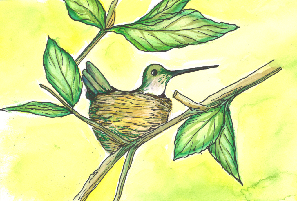  A watercolor illustration of a hummingbird with iridescent green feathers perched in a delicate nest built on a thin tree branch.