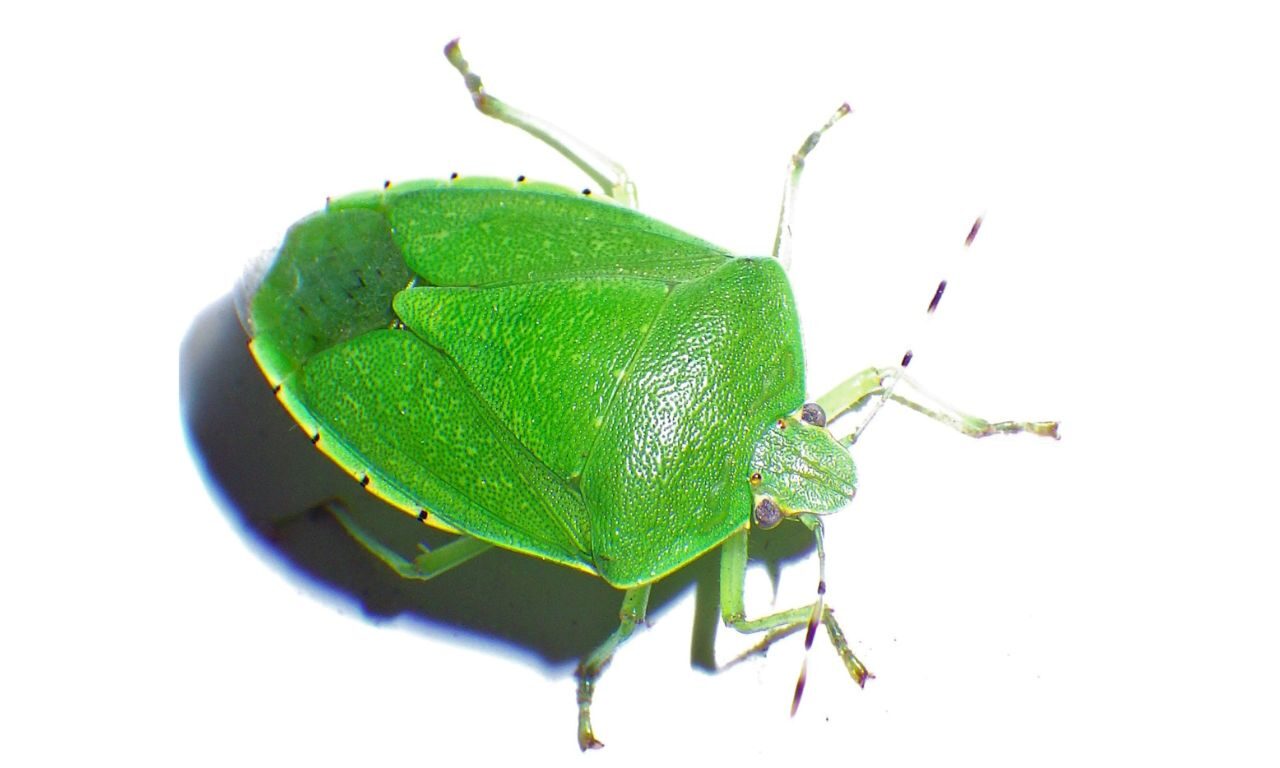 Green stink bug