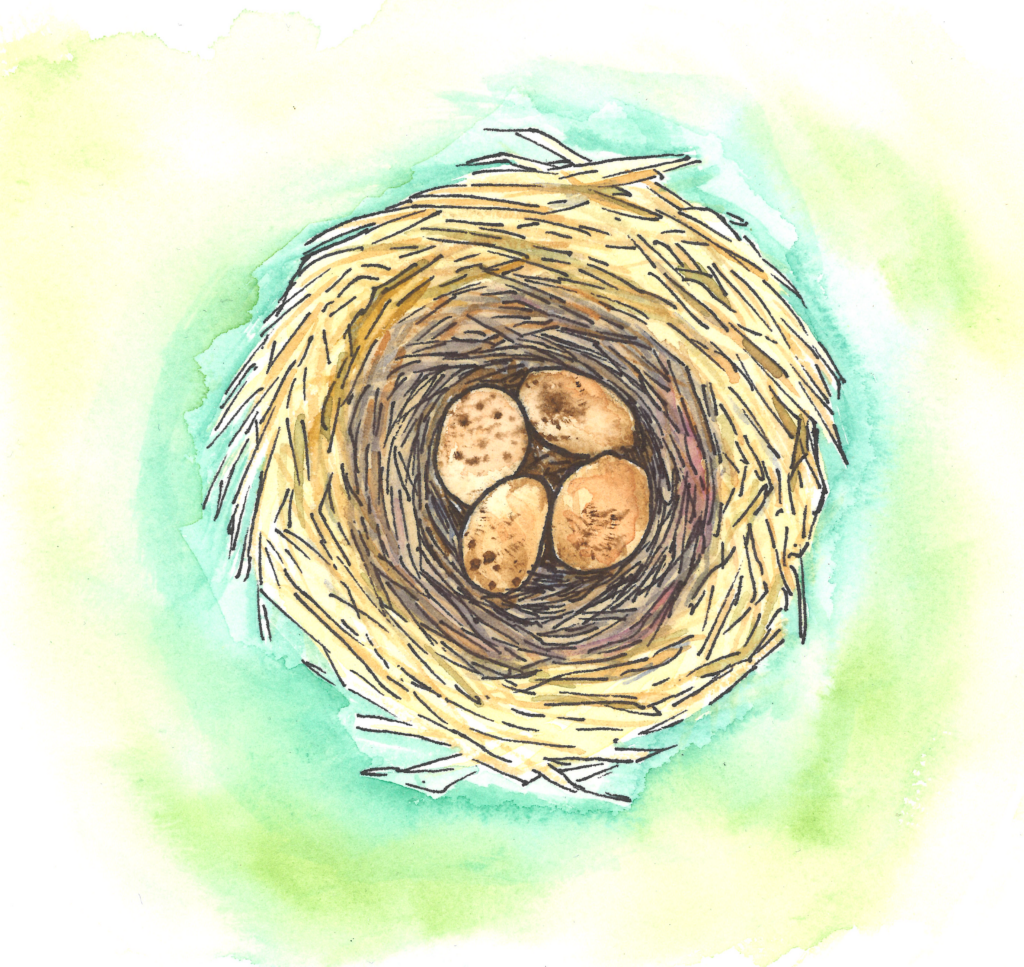 A watercolor illustration of a bird’s nest made of dried grass, viewed from above, containing four oval-shaped eggs with brown speckles. The nest is surrounded by a soft green background, suggesting its placement in a grassy meadow.