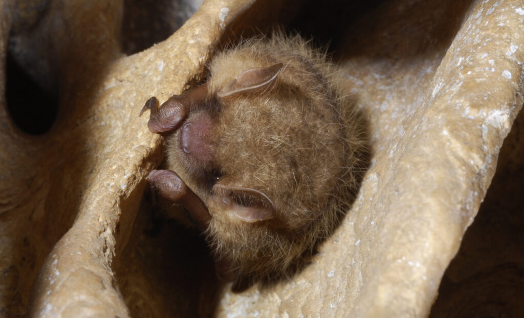 Close-up of a healthy tricolored bat (Perimyotis subflavus) roosting in a cave. The small bat is curled up with its eyes closed, displaying its characteristic fluffy fur and pinkish nose and ears.