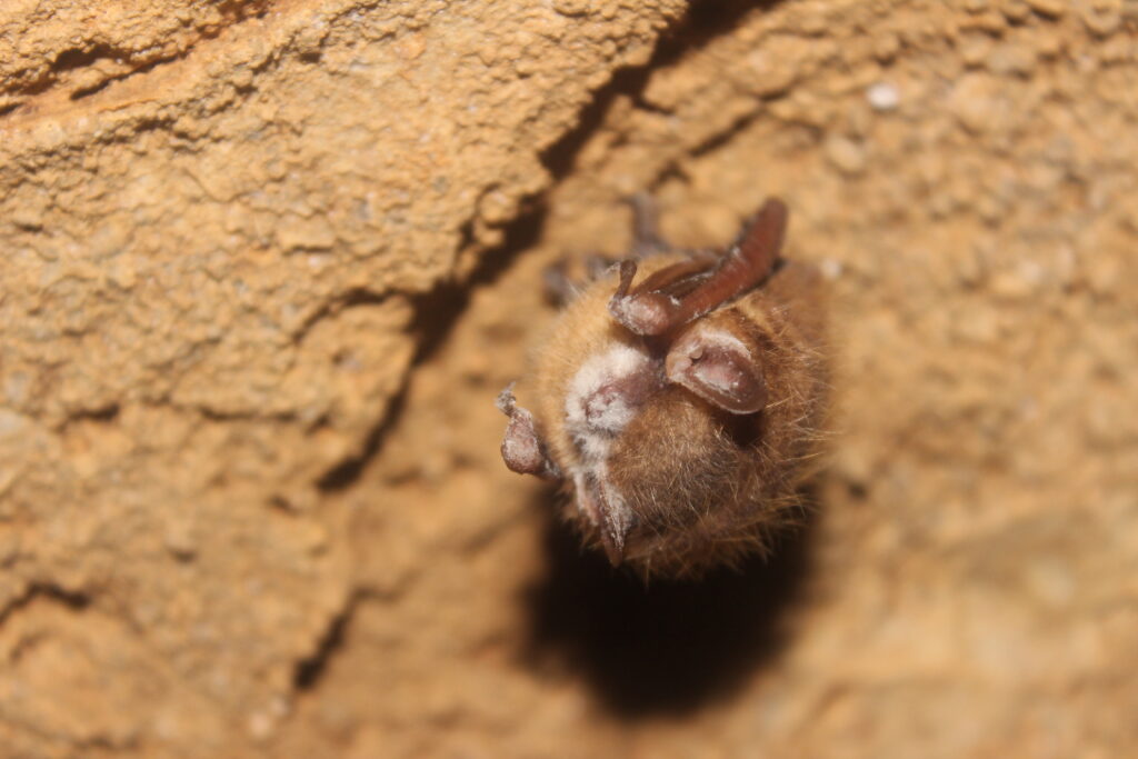 The bat's nose and forearms show visible white fungal growth as it clings to a cave wall.