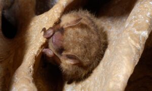 Close-up of a healthy tricolored bat (Perimyotis subflavus) roosting in a cave.