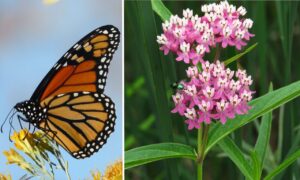 Split image showing a monarch butterfly on the left and a cluster of pink milkweed flowers on the right. The monarch rests on a yellow flower with its wings closed, displaying vivid orange and black patterns. The milkweed flowers attract a metallic green fly and are surrounded by long green leaves.