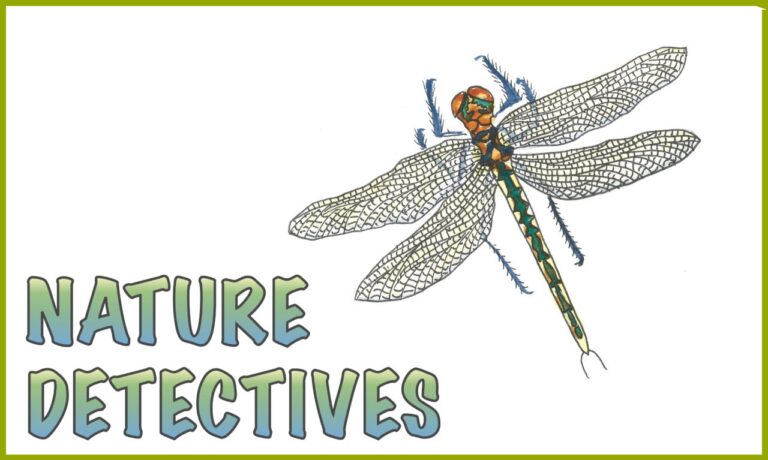 Nature Detectives: The Superpowers of Dragonflies