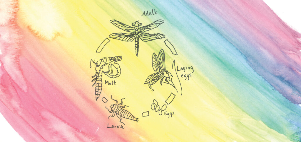 Illustration of the life-cycle of a dragonfly. Beginning with eggs, followed by larva, then molting, and finishing with an adult dragonfly.