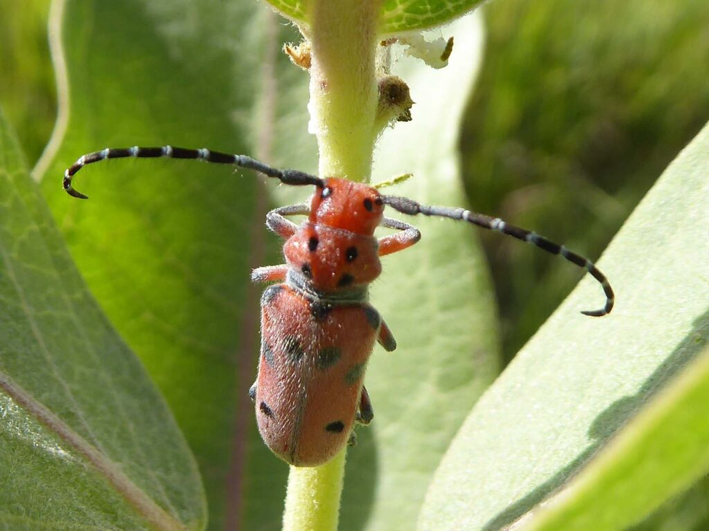 Close-up of a red milkweed longhorn beetle clinging to a milkweed stem. The beetle has black spots on its body and long, curved black-and-white banded antennae extending outward.