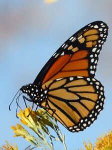 The monarch rests on a yellow flower with its wings closed, displaying vivid orange and black patterns.