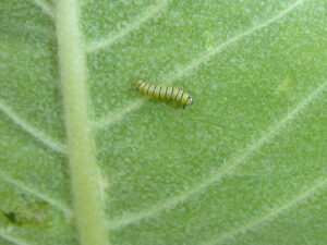Close-up of a tiny early instar monarch caterpillar with black, white, and yellow stripes resting on the underside of a green milkweed leaf. The leaf’s veins and texture are clearly visible.