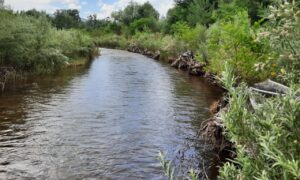 Restored section of St. Vrain Creek five years after construction, with clear, gently flowing water bordered by dense green vegetation and stabilized banks reinforced with large wood. A vibrant riparian habitat is visible under a partly cloudy sky.