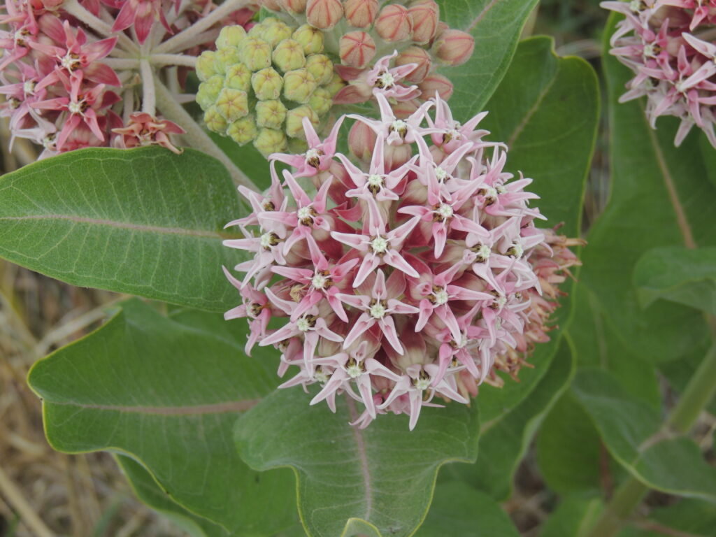 Close-up of a blooming showy milkweed (Asclepias speciosa) with clusters of star-shaped pink and white flowers. The plant has broad, velvety green leaves and additional flower buds in various stages of development.