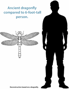 Illustration highlighting the size difference between a 6-foot-tall-man and an ancient dragonfly. The dragonfly is about half the length of the man.
