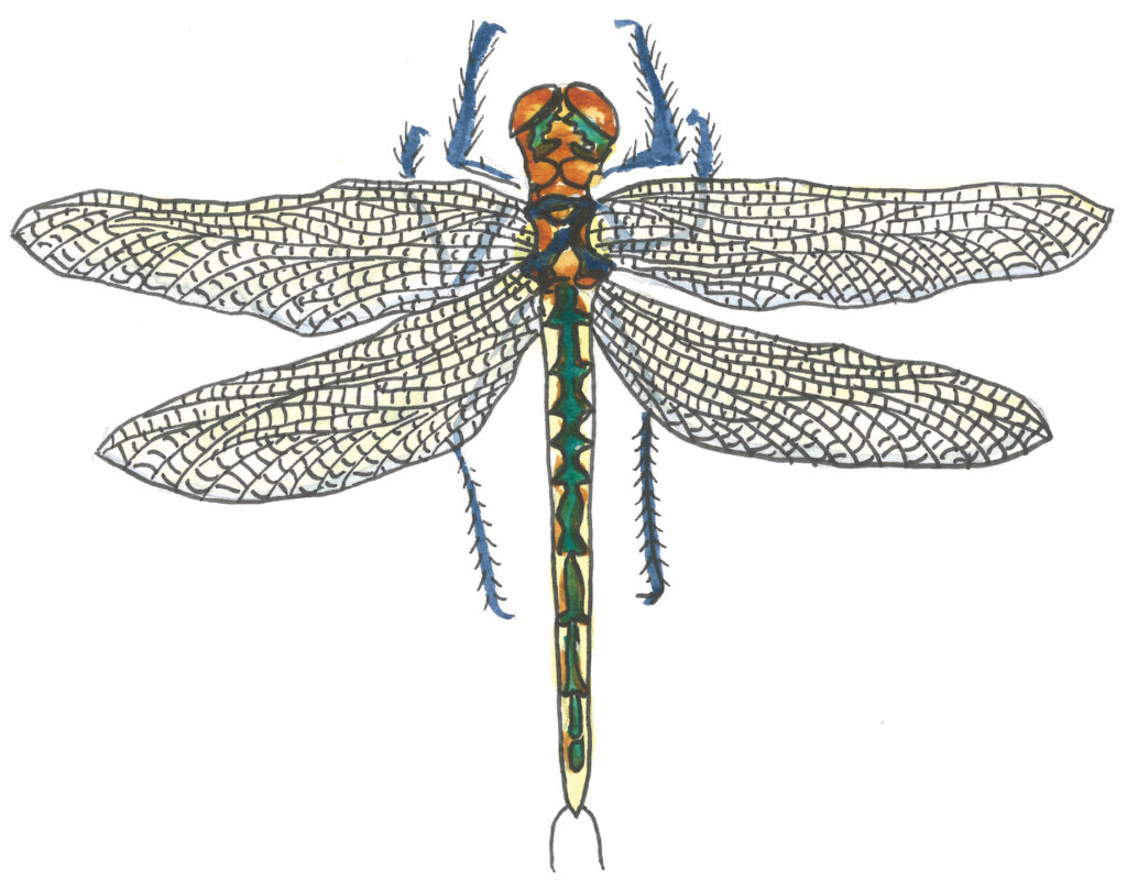 Illustration of the life-cycle of a dragonfly. Beginning with eggs, followed by larva, then molting, and finishing with an adult dragonfly.