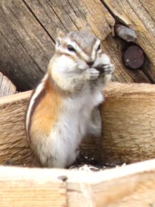 A close-up of a chipmunk with bulging cheek pouches, holding food in its front paws. It stands upright in a wooden structure, preparing to stash seeds for later.