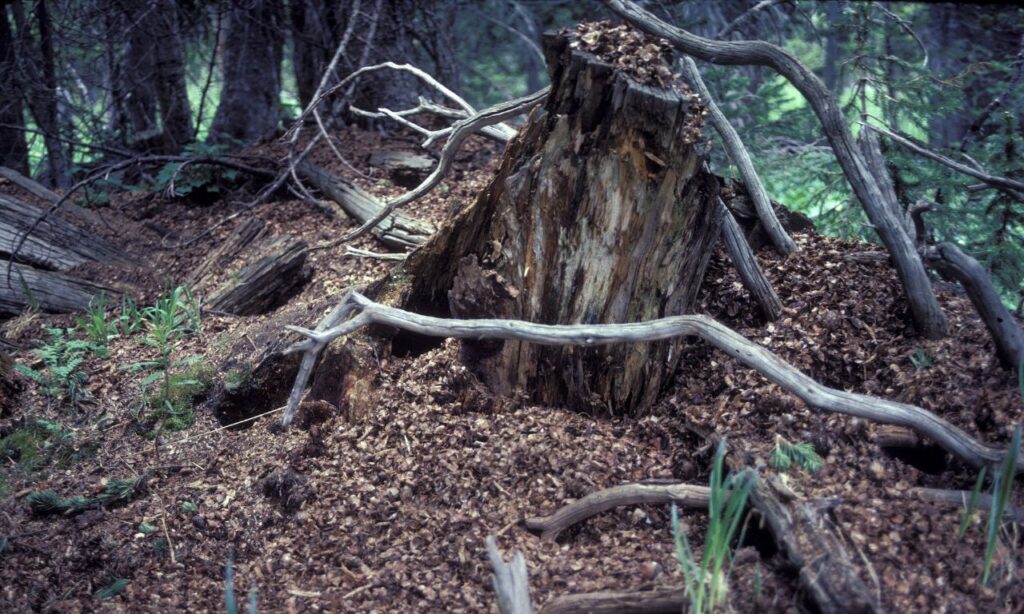 A large pile of pinecone scales and forest debris surrounds a rotting tree stump in a forest.
