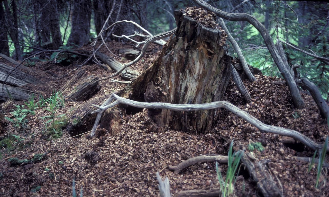 A large pile of pinecone scales and forest debris surrounds a rotting tree stump in a forest.
