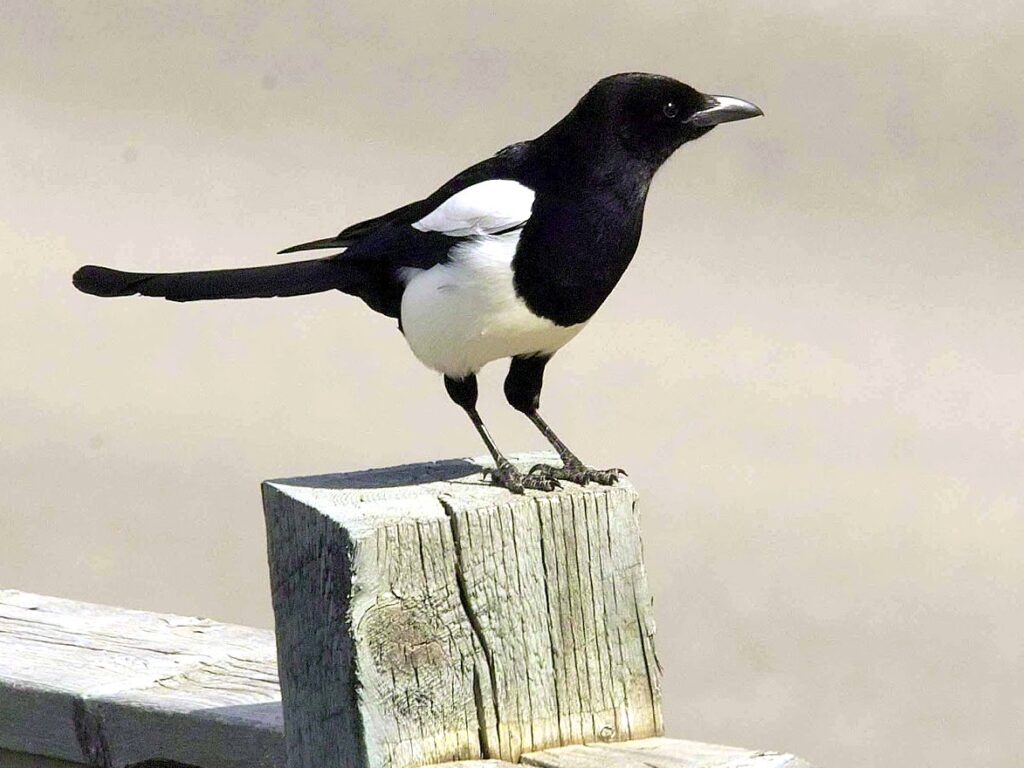 Black-billed Magpie perches on a fence post