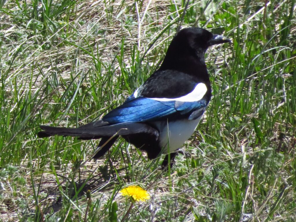 Black-billed Magpie stands on the grass