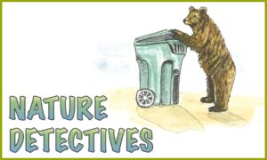 Nature Detectives wordmark and a large bear peeks into a garbage can for food