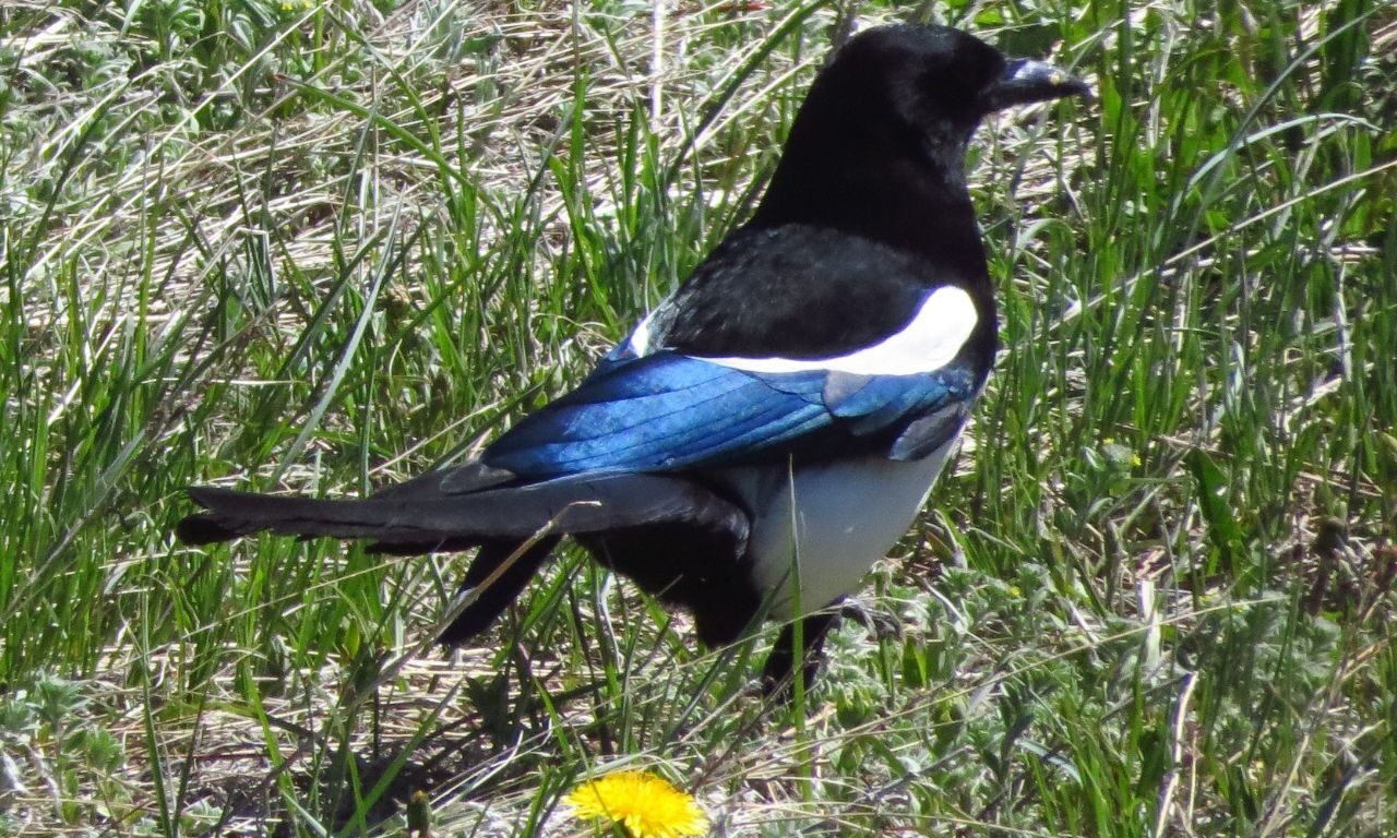 Black-billed Magpie