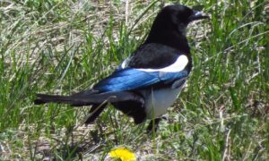 Black-billed Magpie