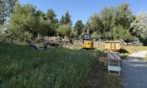 A staff person cuts down trees near a ditch