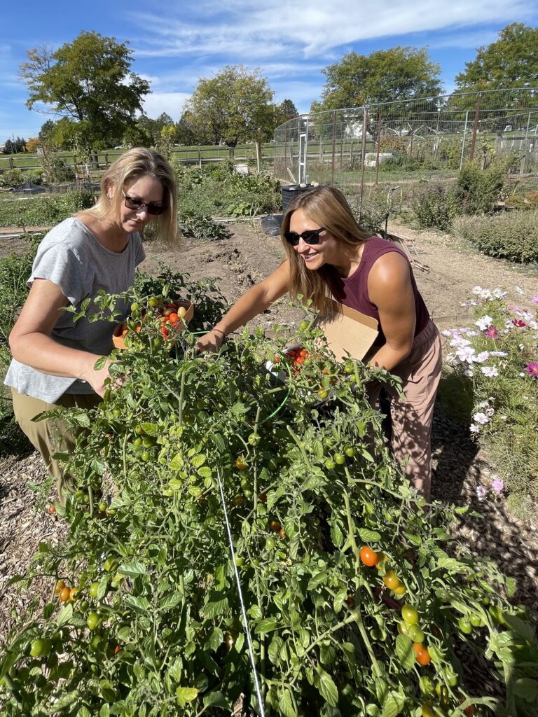 Volunteers prune tomato plants