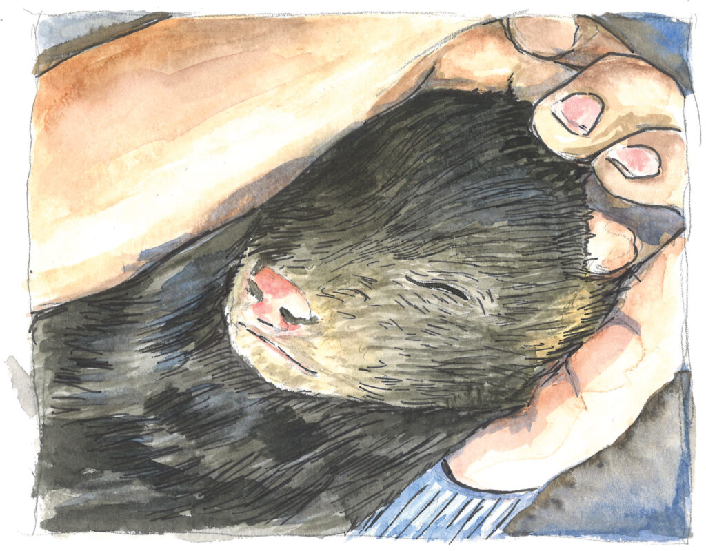 A human hand gently cradles a bear cub, demonstrating the small size of a cub.