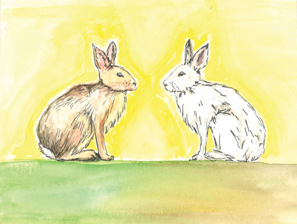 Two Snow Shoe hares face each other illustrating seasonal changes to their fur texture and coloring.
