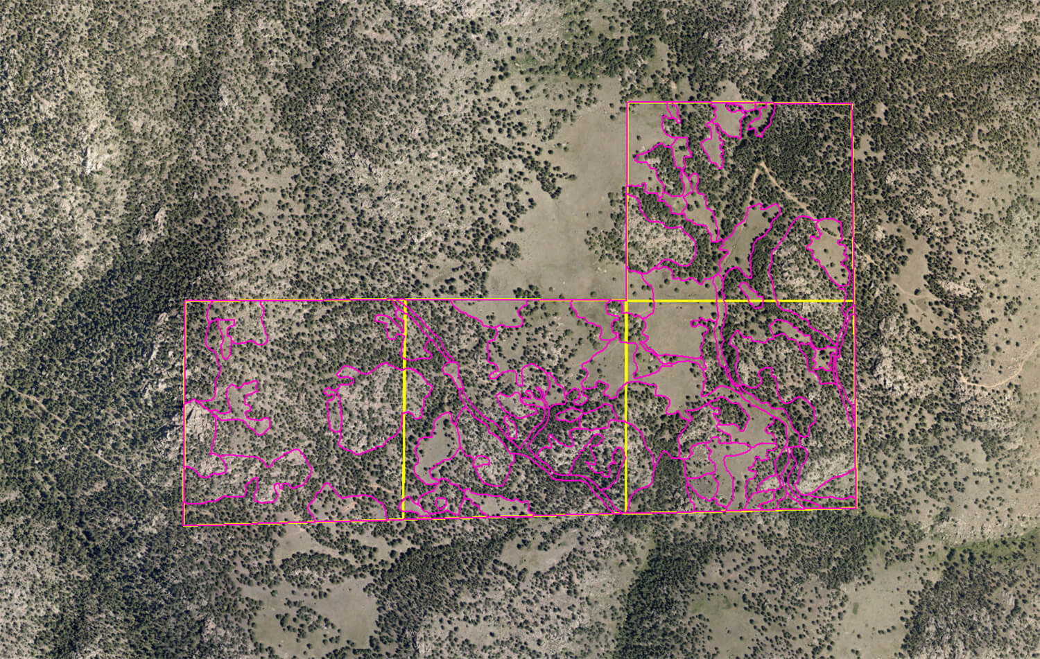 The boundaries of vegetation communities (outlined in pink) at the Billings Open Space property. This map is a result of first using aerial imagery to draw preliminary boundaries around anticipated community boundaries and then ground-truthing those boundaries in the field. Once all the post-processing is complete, this mapping will be integrated into the rest of Boulder County’s roughly 33,000 acres of existing vegetation mapping. 